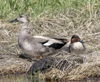 Green winged Teal